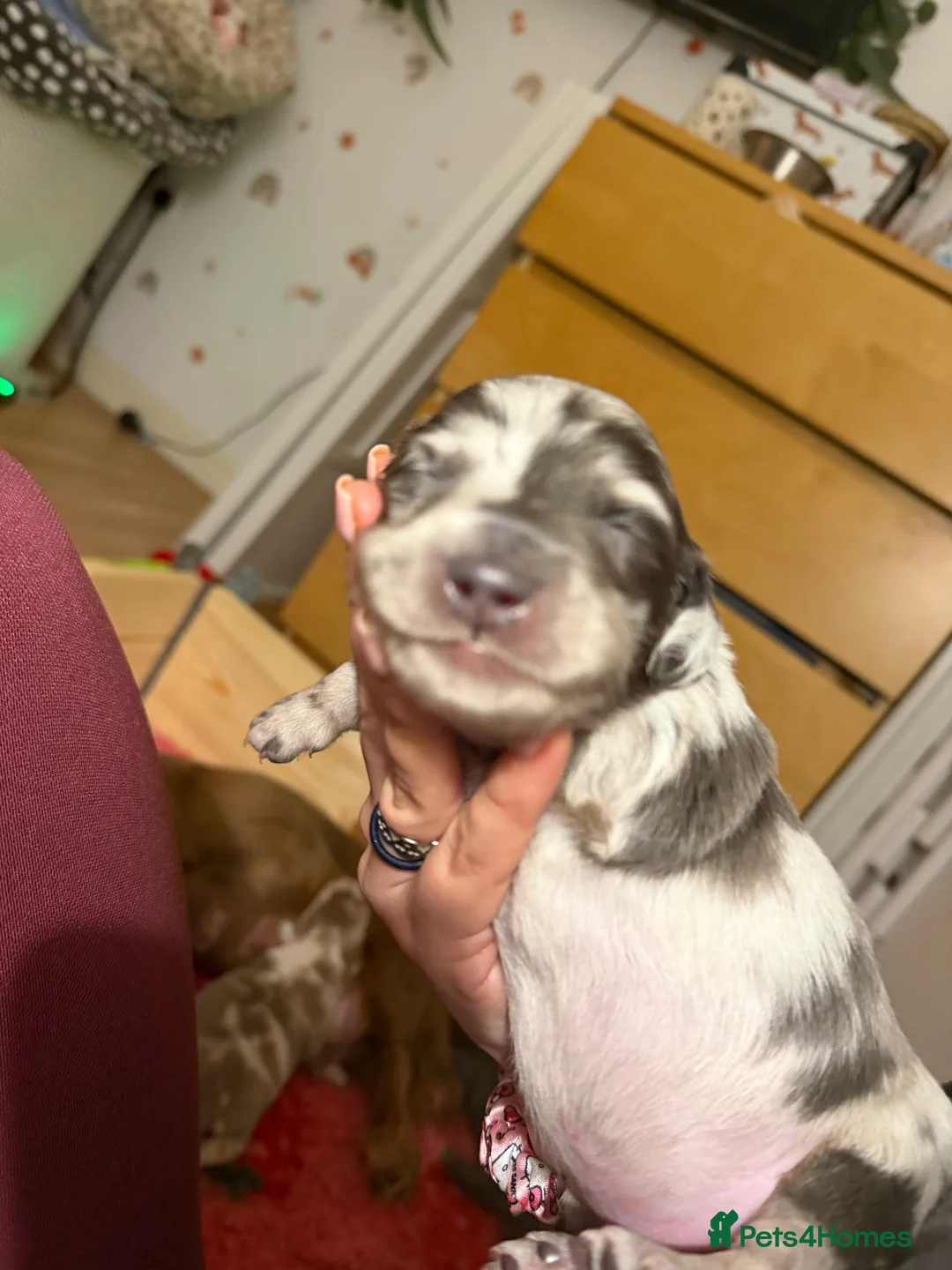 Miniature Dachshund dogs for sale: Minature long hair dapple dachshund male  - Advert 1