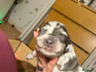 Miniature Dachshund dogs Minature long hair dapple dachshund male - Advert 1