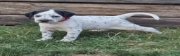 Mixed Breed dogs for sale: READY NOW 2 boys Sprollie x Dalmatian pups - Advert 26