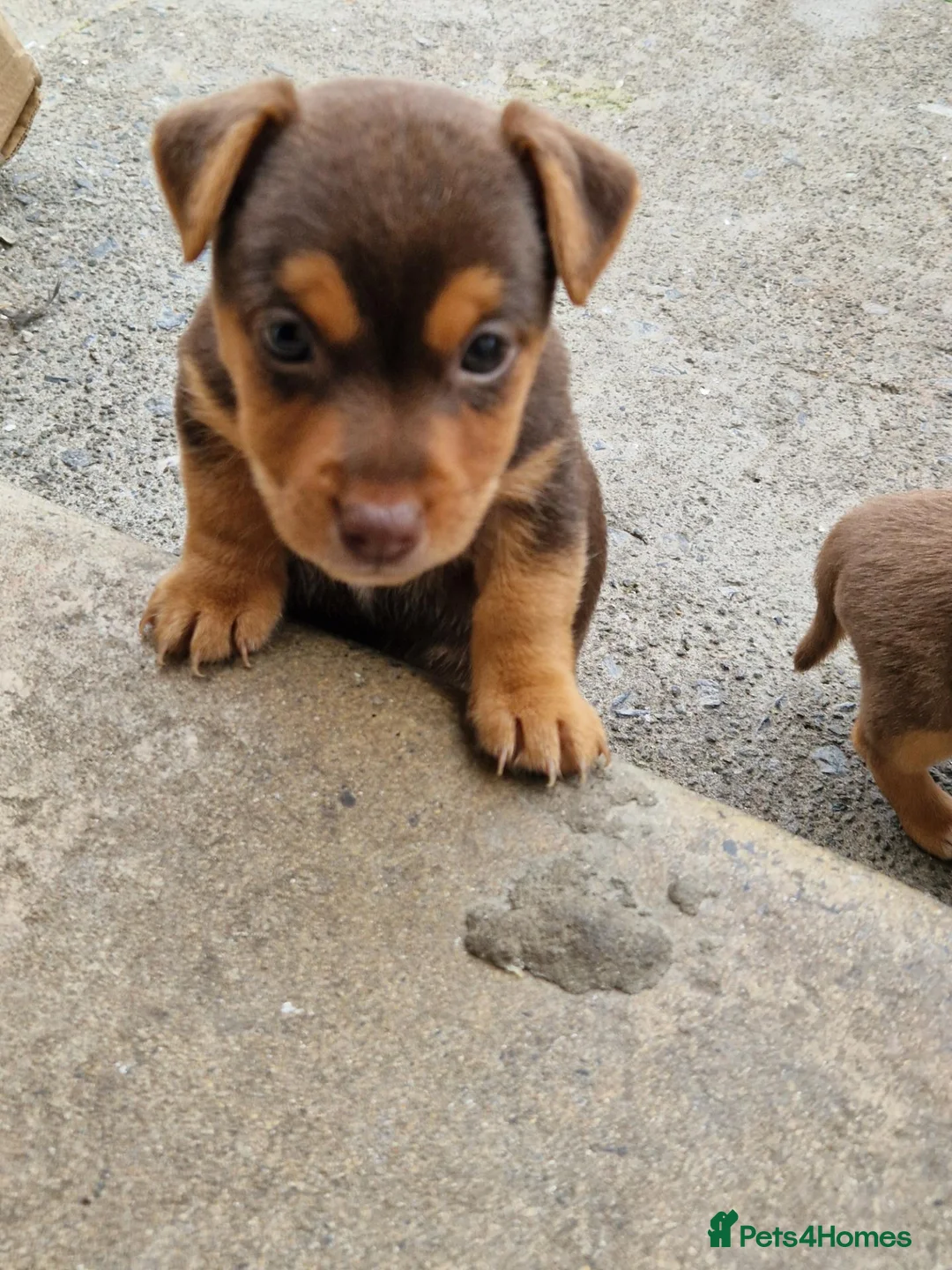 Jack Russell dogs for sale: 3 gorgeous chocolate jack rusell - Advert 1