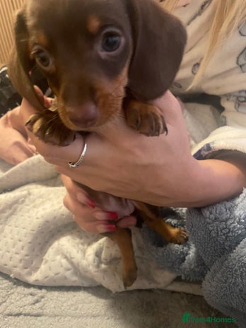 Miniature Dachshund dogs Kc registered Beautiful miniature dachshund - Advert 11