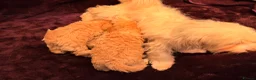 Maltipoo dogs for sale: 💙Maltipoo F1💜 in Hornchurch - Advert 17
