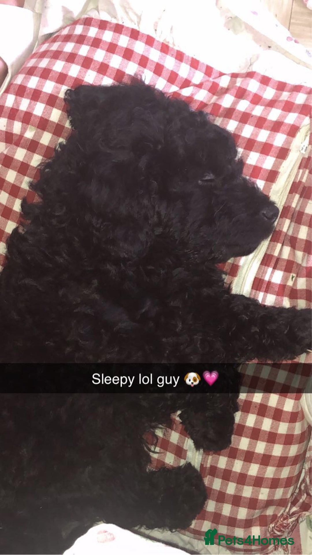 Cockapoo dogs for sale: Lucky  - Image 9
