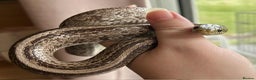 Corn Snake reptiles for sale: Tessera Corn Snake Looking for home  - Advert 5