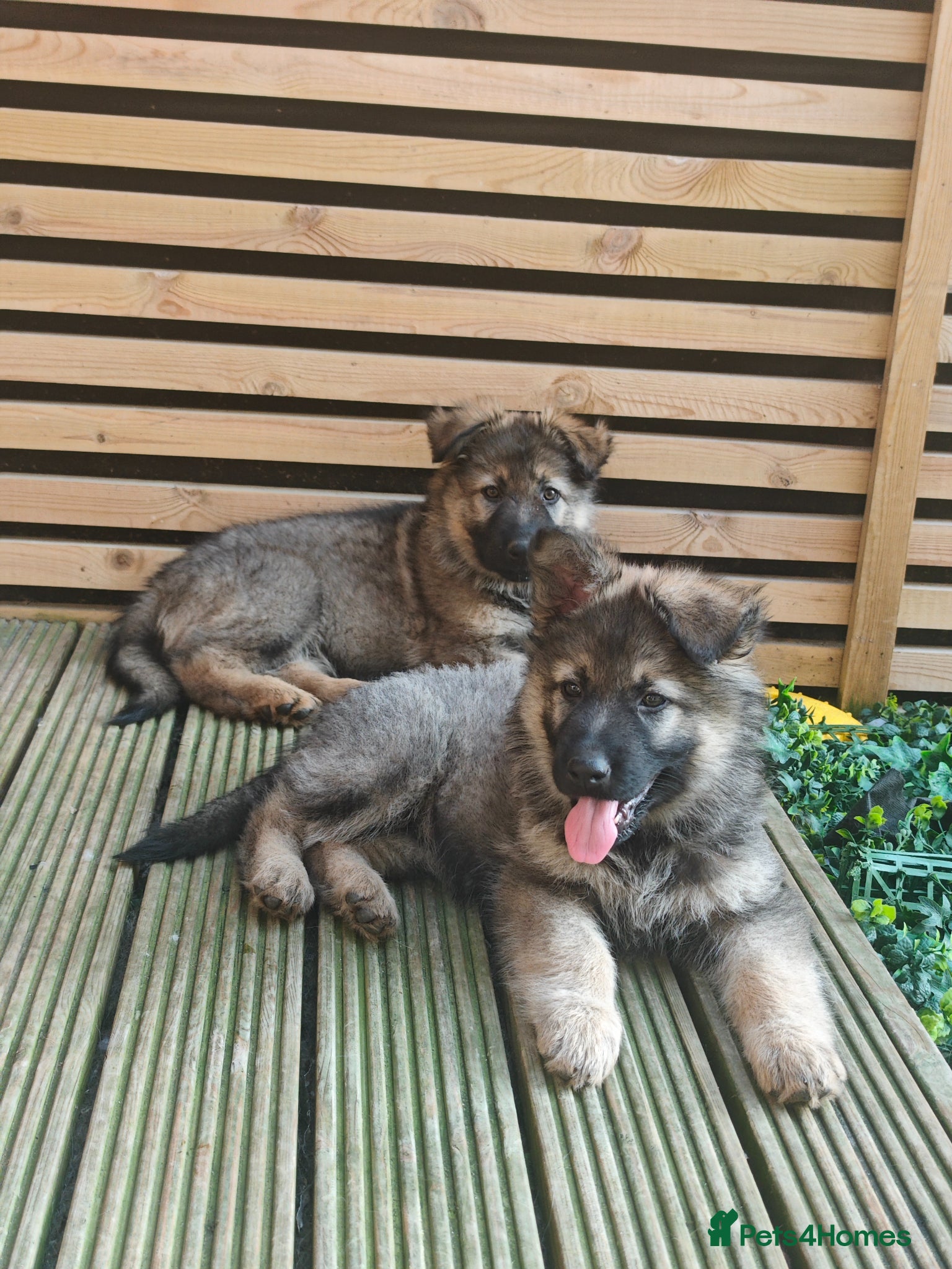 German Shepherd dogs for sale: 3 Purebred Pups XL Long-Hair GSD Girl Puppies - Advert 1