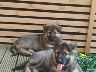 German Shepherd dogs 3 Purebred Pups XL Long-Hair GSD Girl Puppies - Advert 7