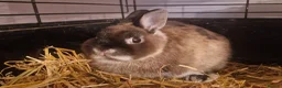Netherland Dwarf rabbits for sale: Cute little baby Netherland Dwarf boy-Dumpling 🐰 - Advert 2