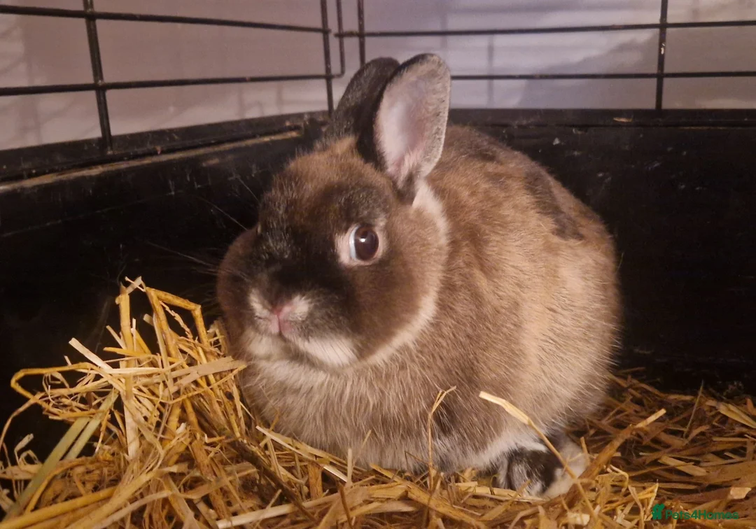 Netherland Dwarf rabbits for sale: Cute little baby Netherland Dwarf boy-Dumpling 🐰 - Advert 2