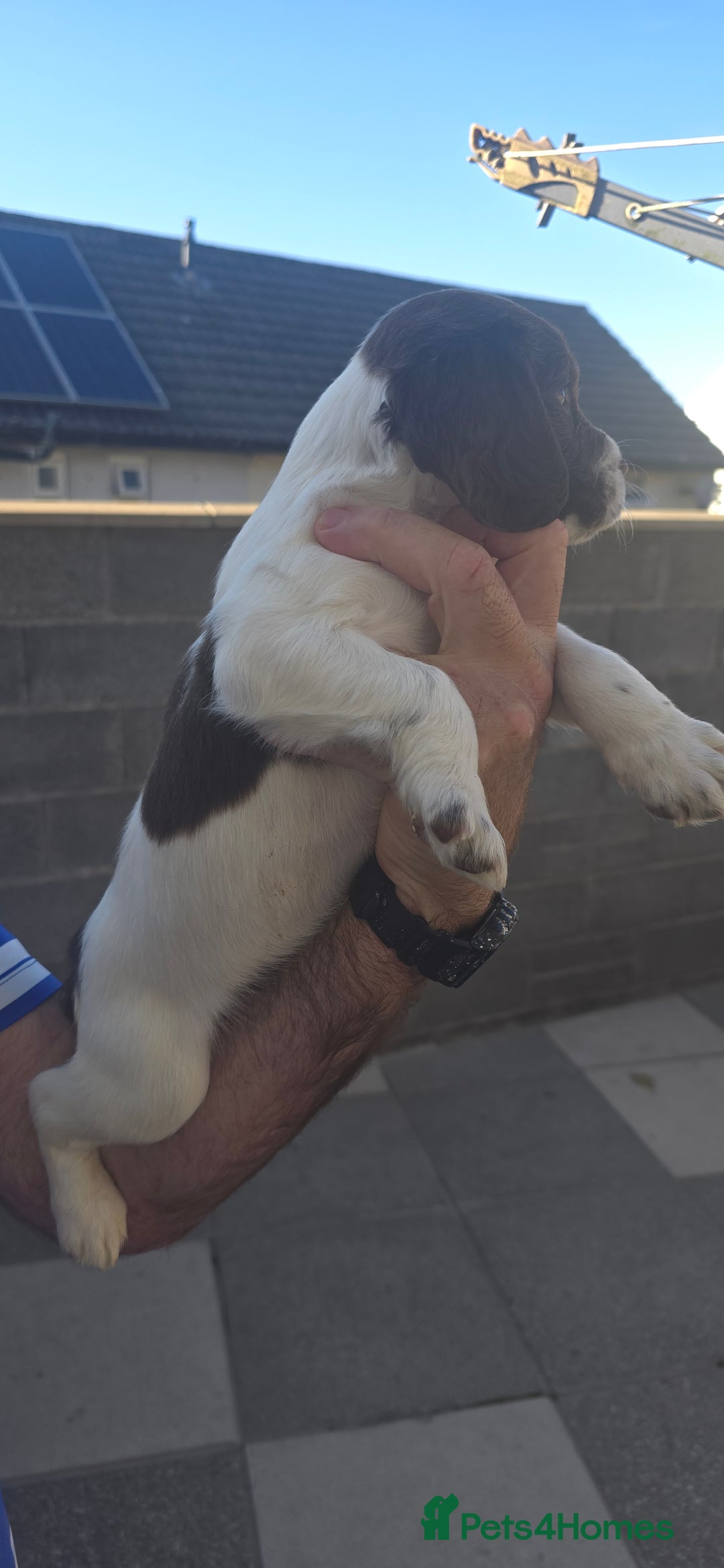 English Springer Spaniel dogs for sale: KC Working English Springer Spaniel Puppies - Image 7