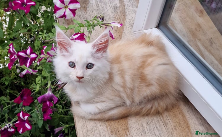 Maine Coon cats - Advert 13
