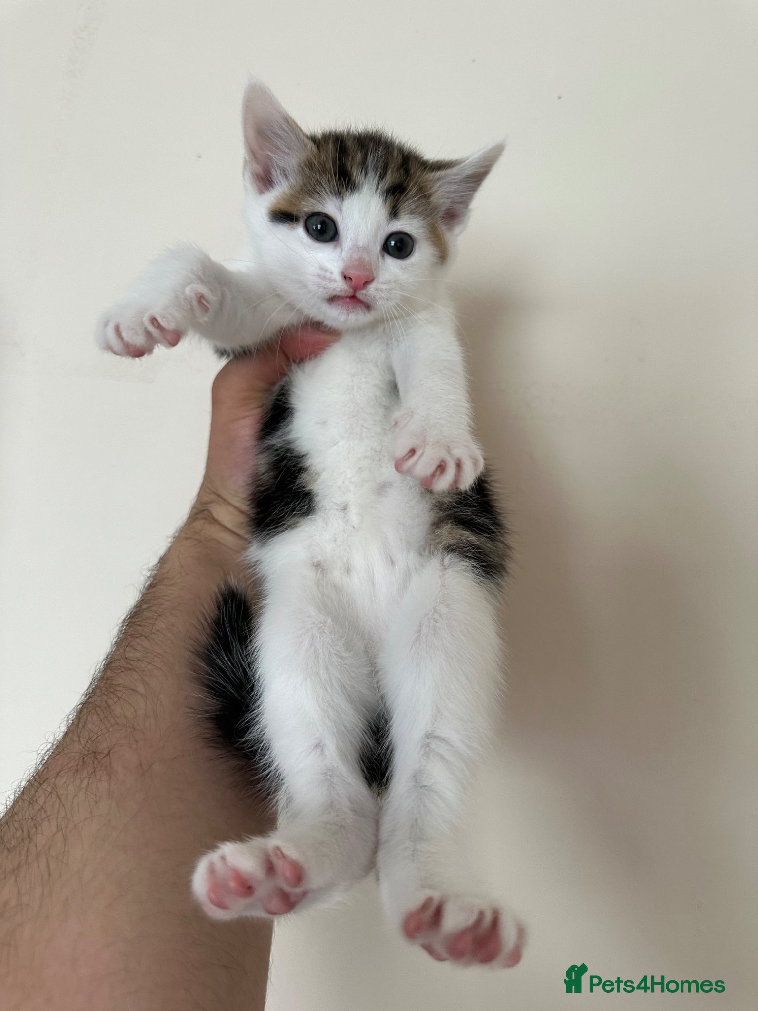 Mixed Breed cats for sale: Half British Short Hair Kittens in Luton - Advert 4