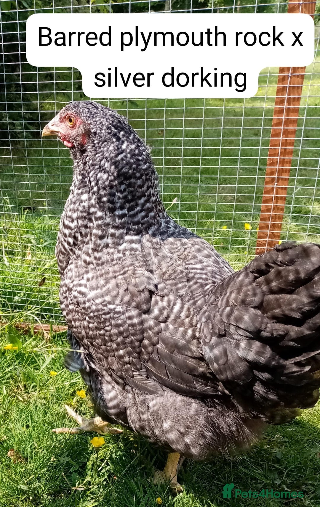 Chickens poultry for sale: Pullets/hens for sale - chickens in Hungerford - Image 4