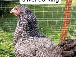 Chickens poultry in Hungerford - Advert 25