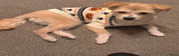 Mixed Breed dogs for adoption: Beautiful little Pearl needs a forever home - Advert 4