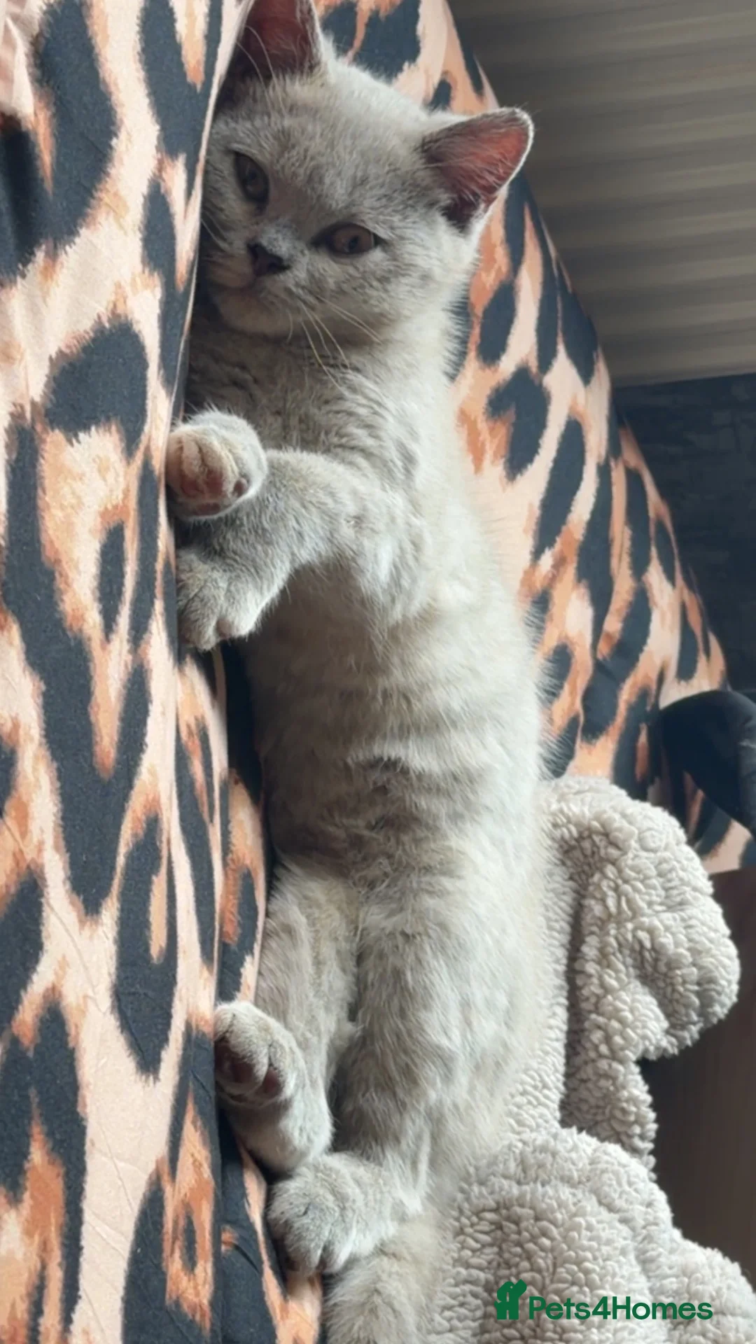 British Shorthair cats for sale: British short hair - Advert 5