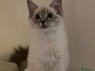 Ragdoll cats Active Registered GCCF Ragdoll 1 year old Cat - Advert 4