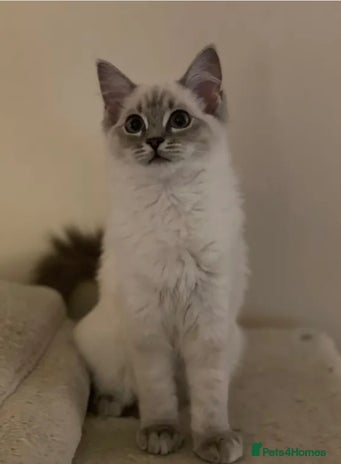 Ragdoll cats Active Registered GCCF Ragdoll 1 year old Cat - Advert 14