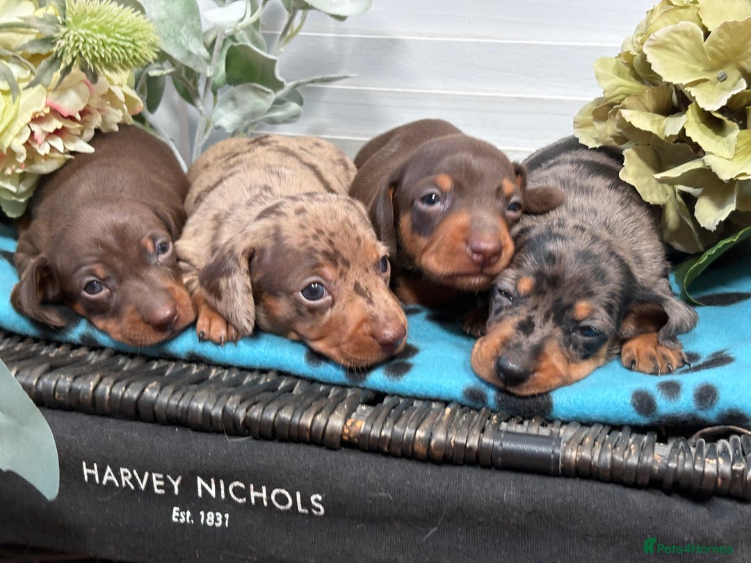 Miniature Dachshund dogs for sale: Miniature Daschund KC. PRA-OI-CRD-PRA-NCL - Image 24