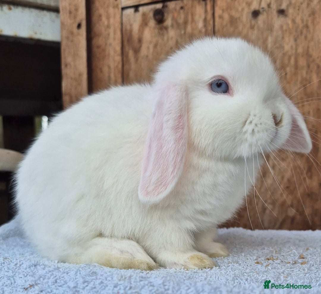 Mini Lop rabbits for sale: Blue eyed white mini lop doe  - Image 3