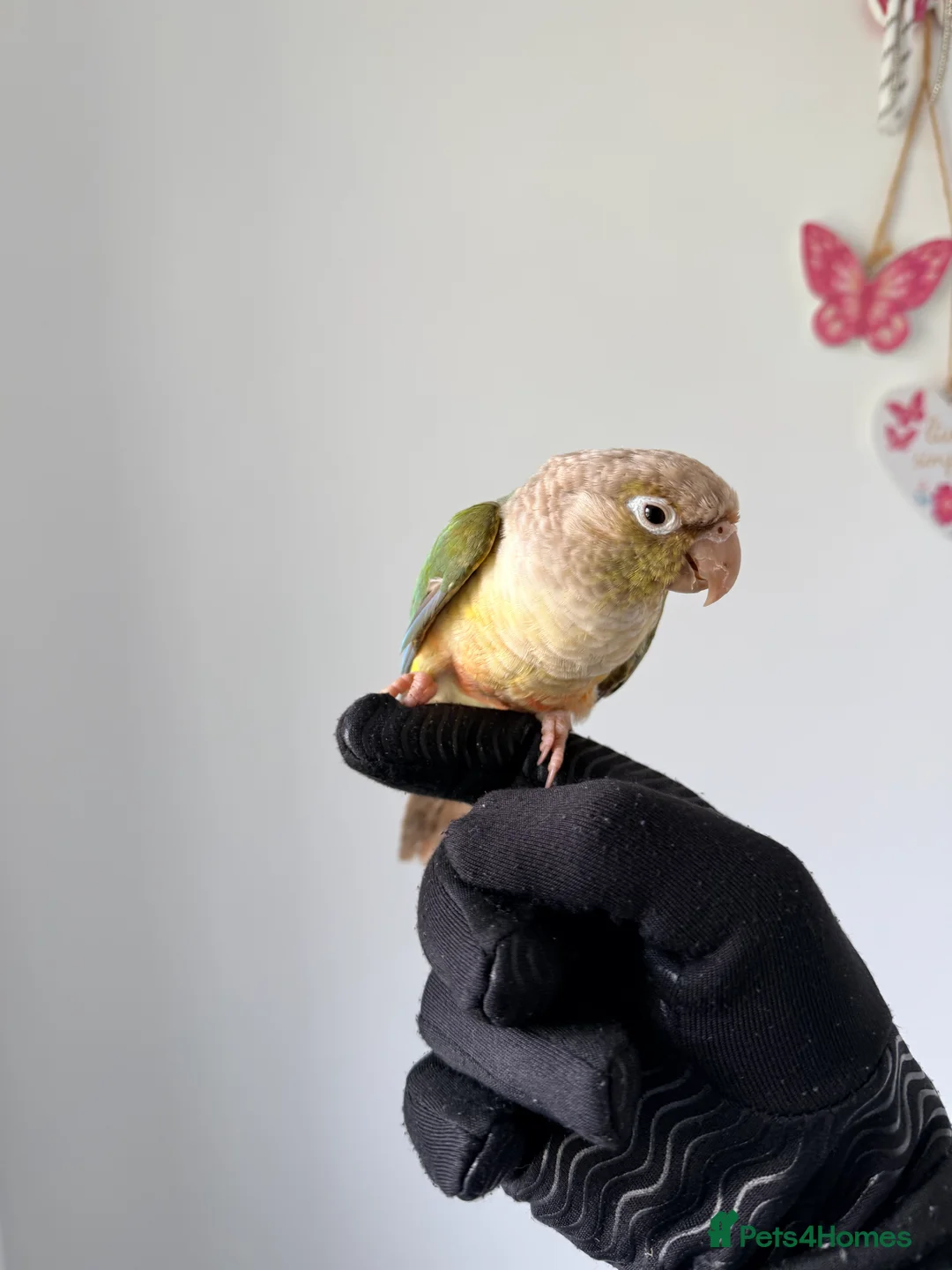 Conures birds for sale: BEAUTIFUL PINEAPPLE CONURE BIRD WITH NEW CAGE  - Advert 5