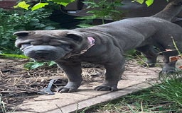 Shar Pei dogs for sale: Mika Female Shar Pei Age 4  - Image 9