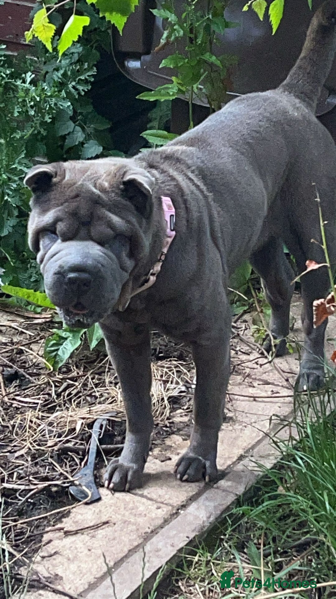 Shar Pei dogs for sale: Mika Female Shar Pei Age 4  - Image 9