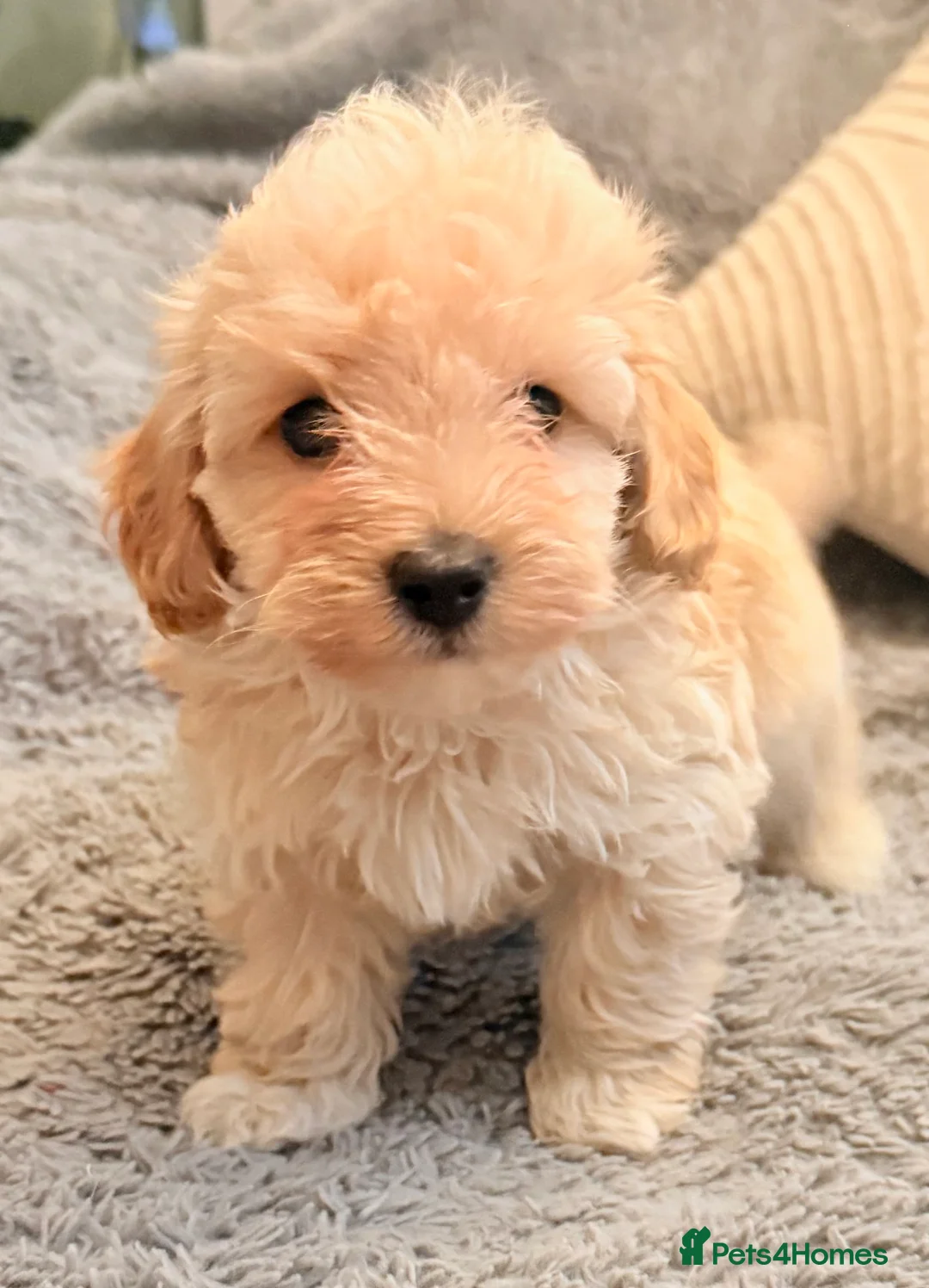 Maltipoo dogs for sale: DNA clear tiny toy F1b maltipoo puppy - Advert 17