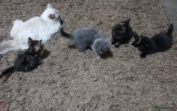 Mixed Breed cats for sale: Ragdoll mixed kittens Grey. Tabby. Speckled. Black - Advert 3