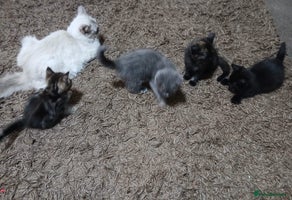 Mixed Breed cats Ragdoll mixed kittens Grey. Tabby. Speckled. Black - Advert 13