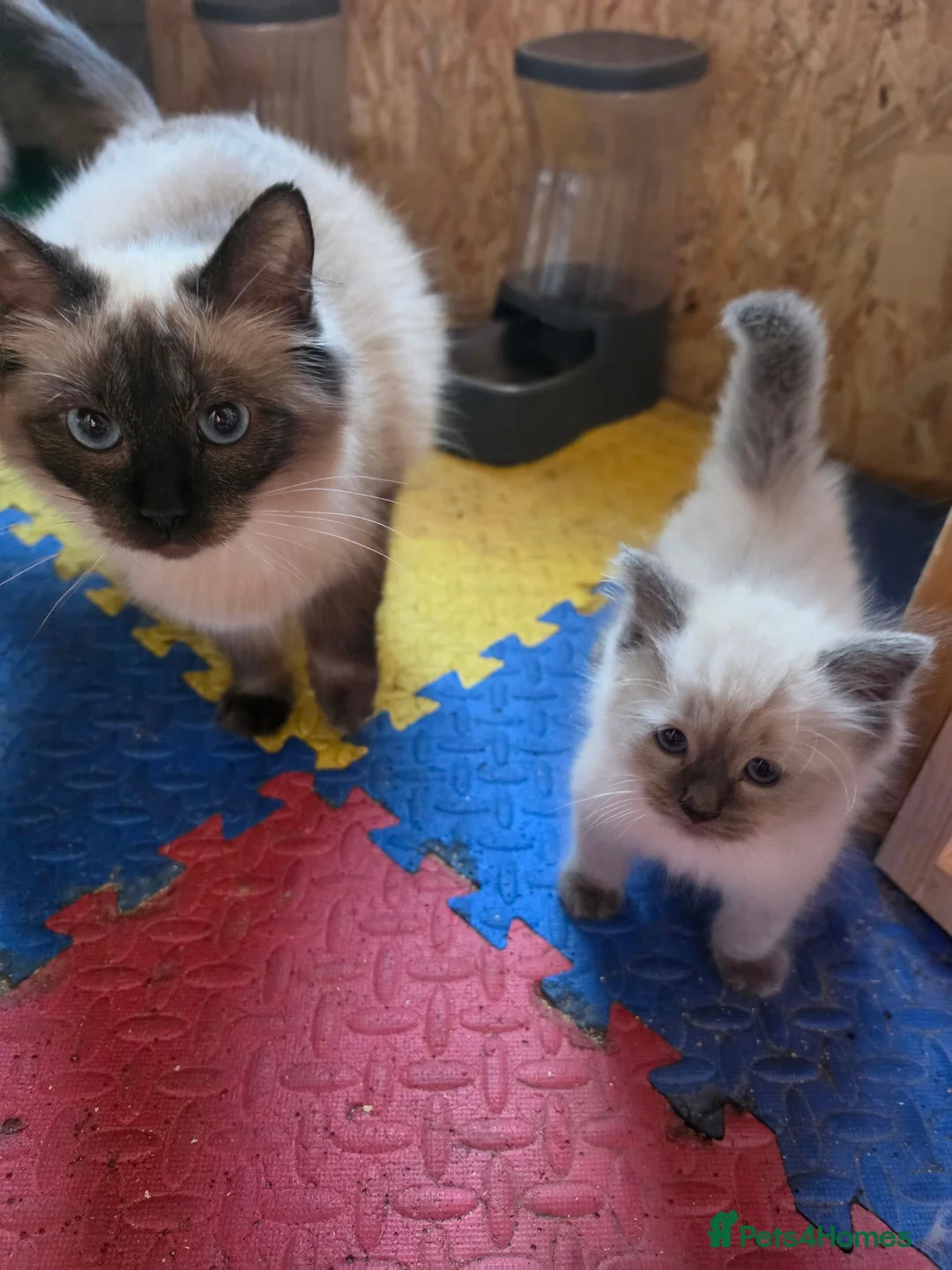 Ragdoll cats for sale: Stunning Ragdoll kittens  - Advert 8