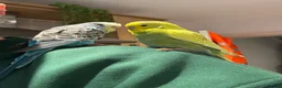 Budgerigars birds for sale: 2 budgies with cage and toys in Chorley - Advert 2