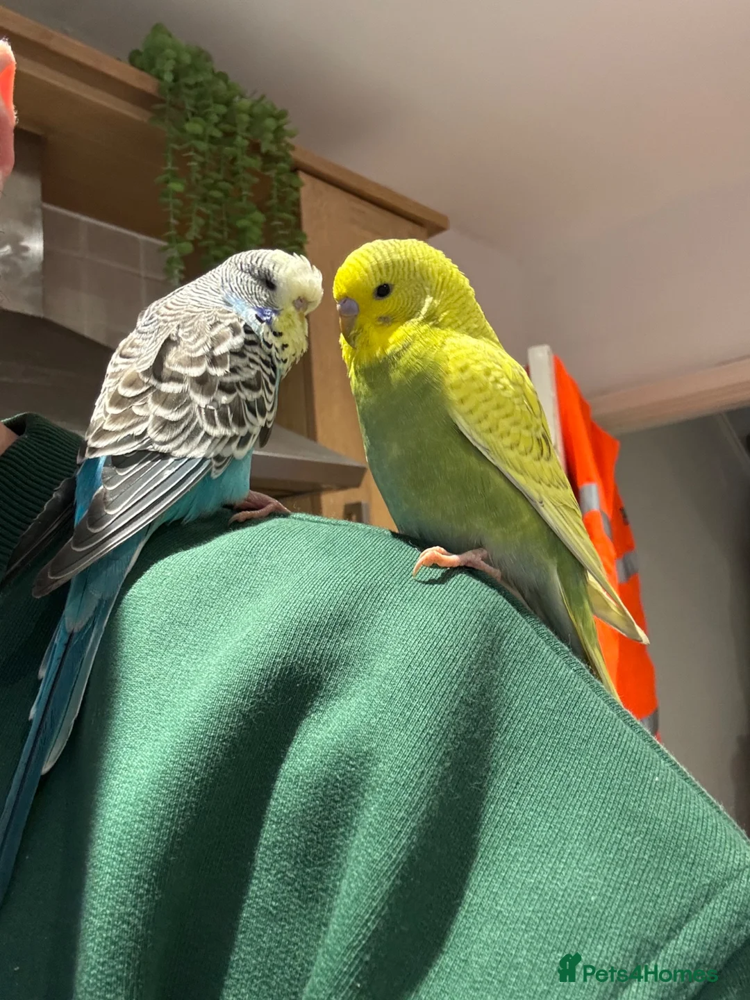 Budgerigars birds for sale: 2 budgies with cage and toys in Chorley - Advert 2