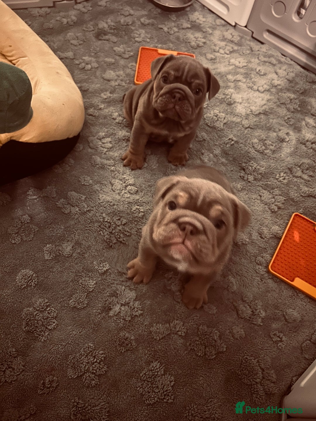 English Bulldog dogs for sale: English bull dogs  - Image 5