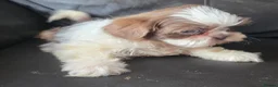 Shih Tzu dogs for sale: Amazing imperial shih tzu puppies ready now - Advert 35