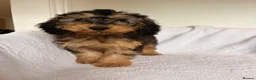 Cockapoo dogs for sale: LICENSED BREEDER HEALTH TESTED COCKAPOOS - Advert 6