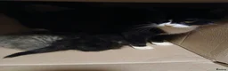Mixed Breed cats for sale: 2 males Mixed breed - Advert 3