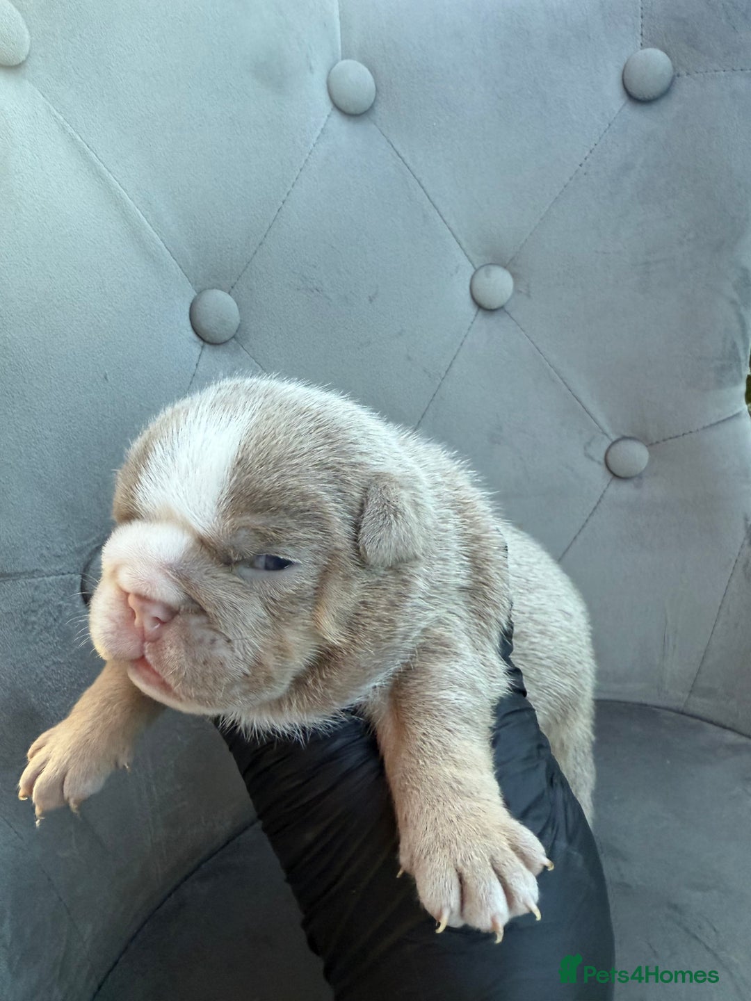 English Bulldog dogs for sale: KC Quality English Bulldogs  - Image 12