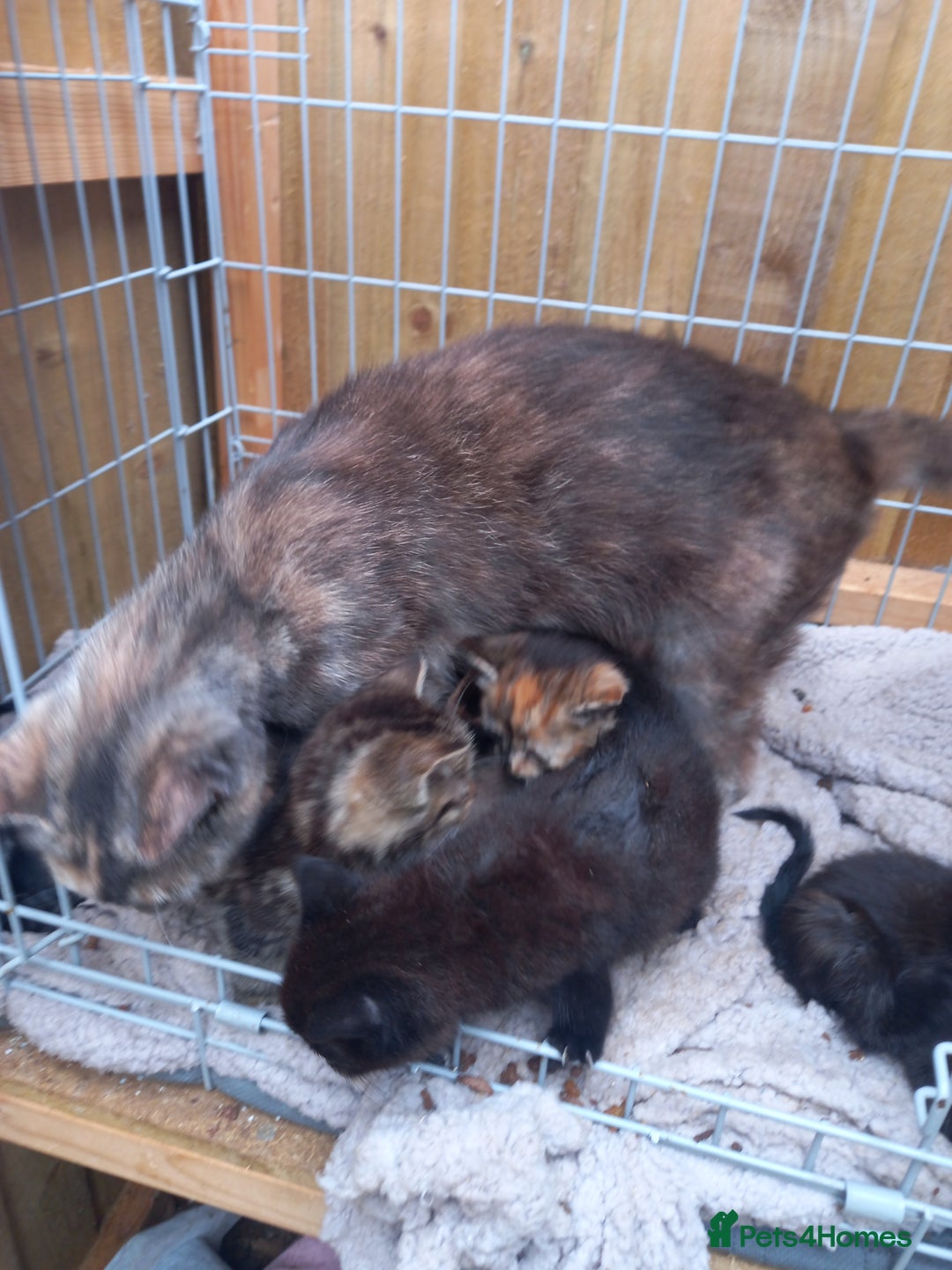 Mixed Breed cats for sale: 5 kittens 2 males 3 females - Image 7