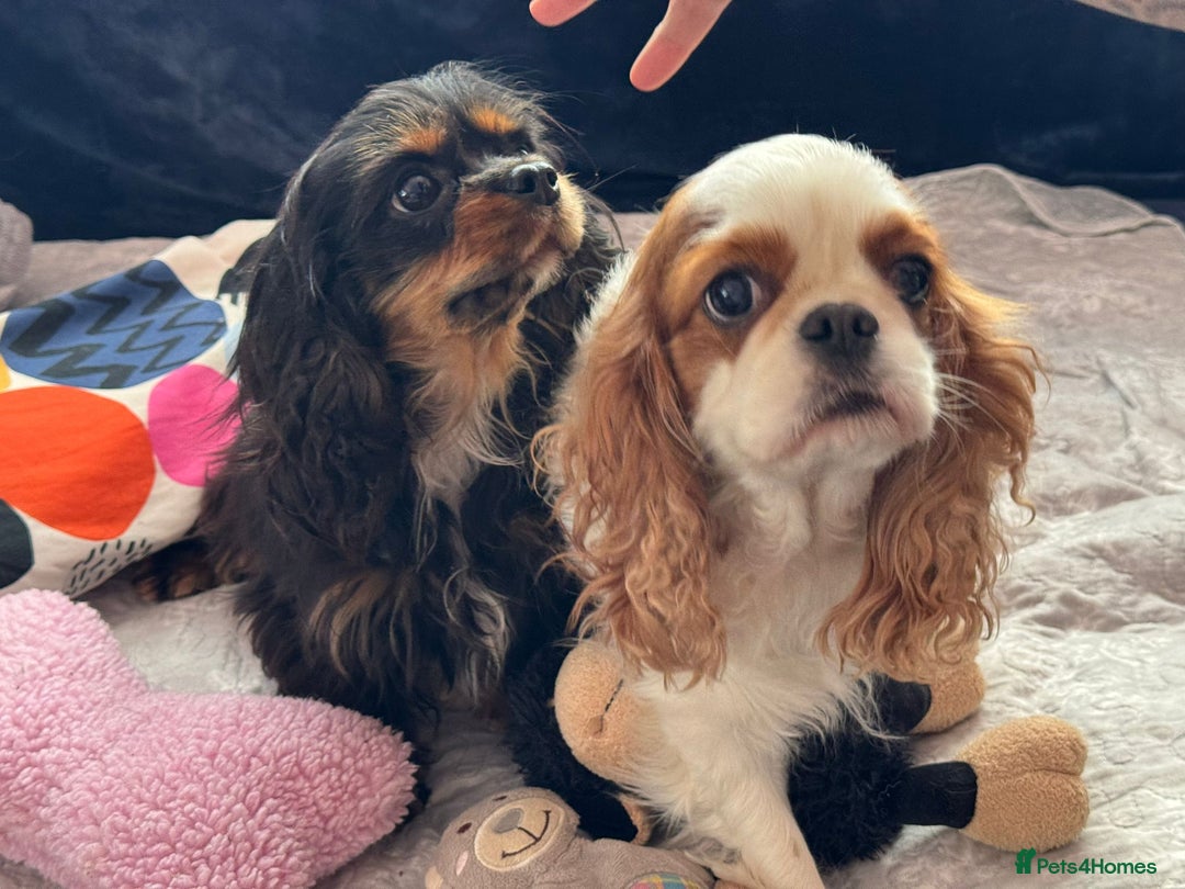 Cavalier King Charles Spaniel dogs for adoption: Daisy’s Story: Saved from the Brink of Death - Image 14