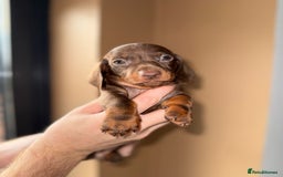 Miniature Dachshund dogs for sale: 🩷💙Stunning KC Mini Dachshund Puppies💙 - Image 14