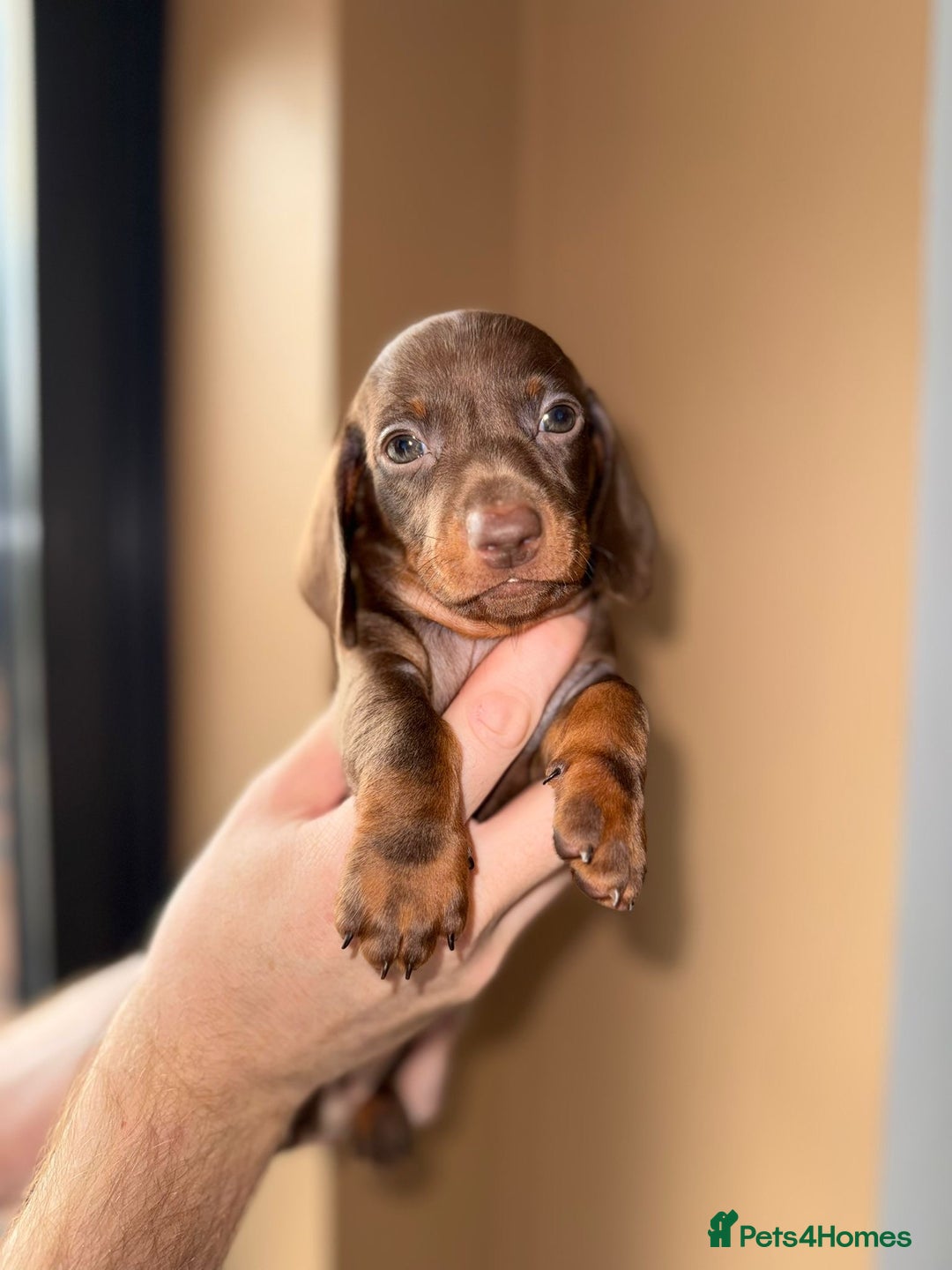 Miniature Dachshund dogs for sale: 🩷💙Stunning KC Mini Dachshund Puppies💙 - Image 14