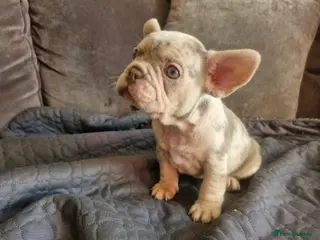 French Bulldog dogs Stunning merle french bulldogs - Advert 14