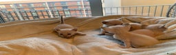 Tonkinese cats for sale: 5 Tonkinese kittens - Advert 5