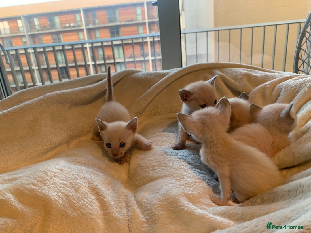 Tonkinese cats for sale: 5 Tonkinese kittens - Advert 5
