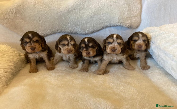 Cocker Spaniel dogs - Advert 14