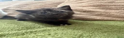 Aegean cats for sale: Aegeans kittens are looking for forever home ❤️ - Advert 3