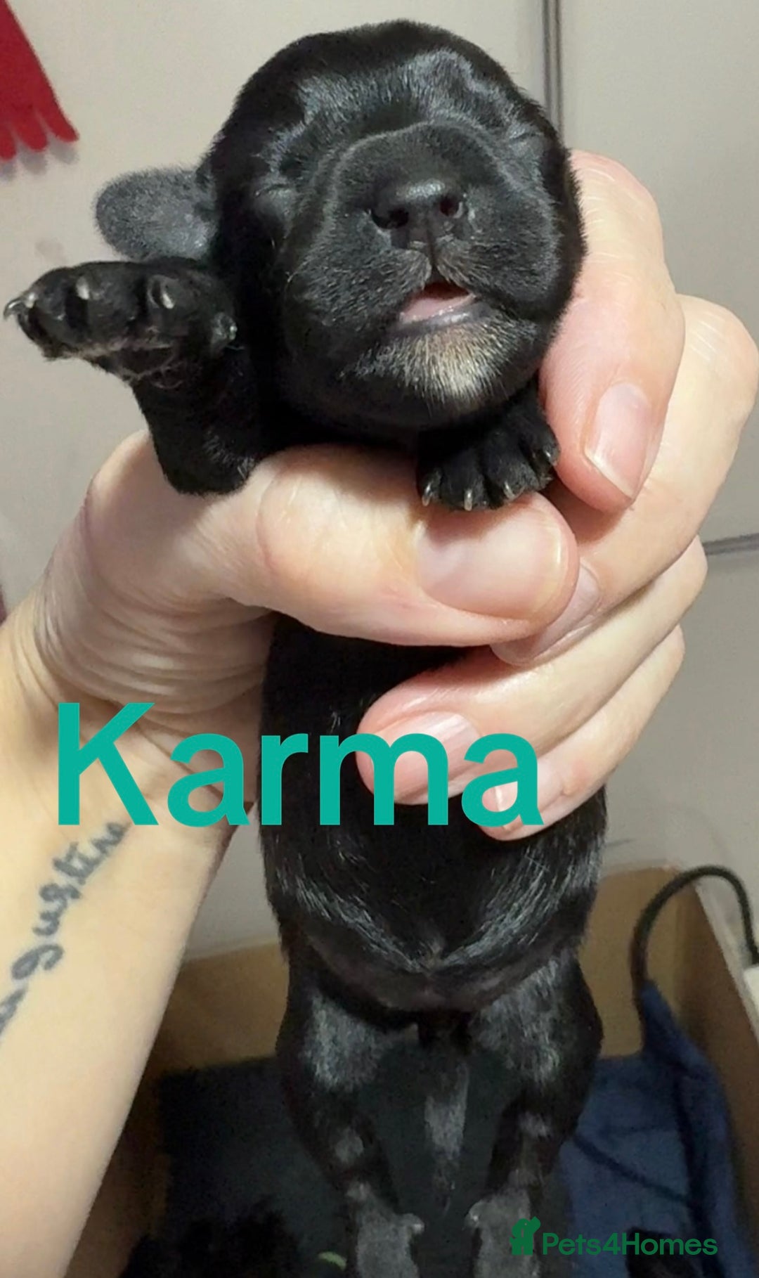 Mixed Breed dogs for sale: F1 Schnoodle Puppies all girl Litter ready March  - Advert 17