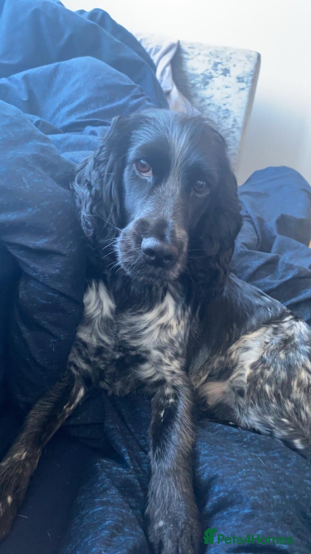 Cocker Spaniel dogs for sale: Working Cocker Spaniels *Due 25th October*  - Image 3
