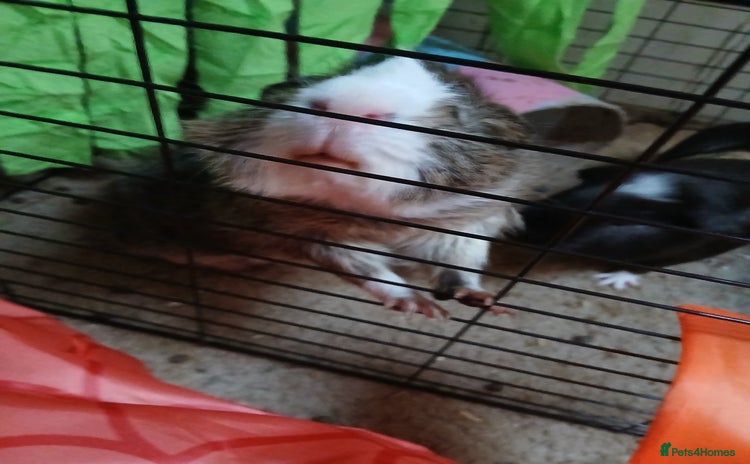 Guinea Pig rodents - Advert 1