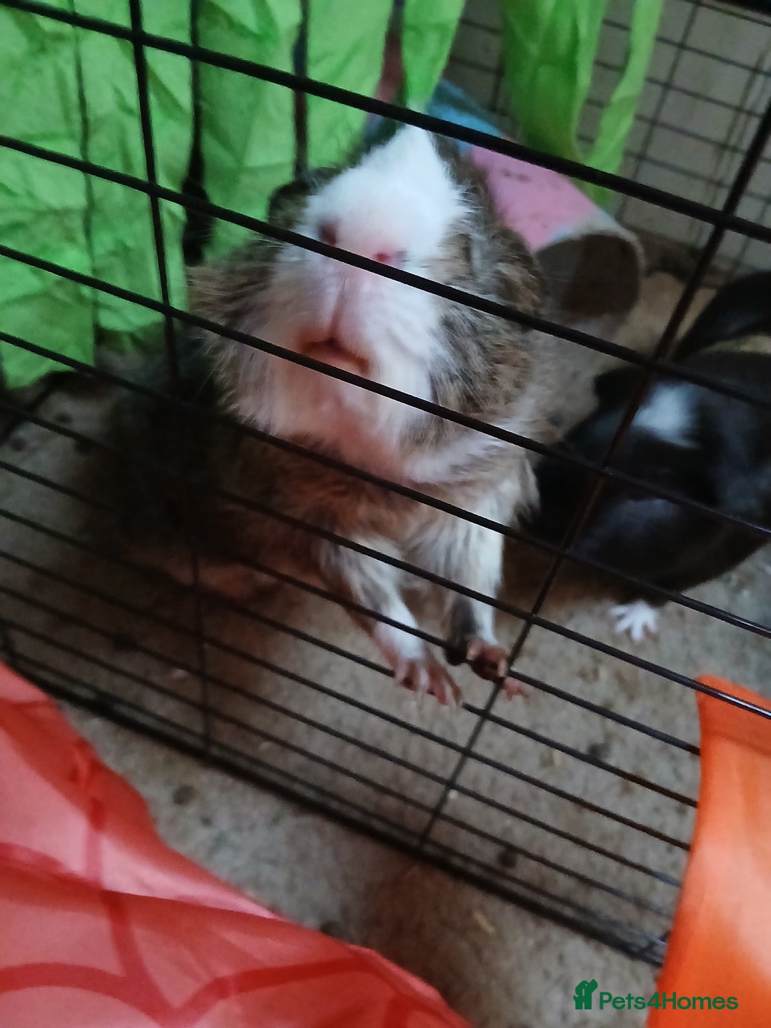 Guinea Pig rodents for sale: 2 bonded male guinea pigs for sale  - Image 1